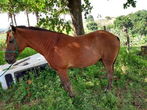 Tenho um cavalo pra trocar em moto atrasada telefone 79 999657.1225 - 2017